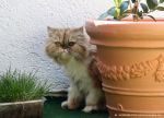 Katze am Blumentopf