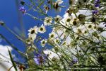 blumenwiese
