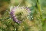 distel