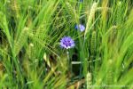 kornblume