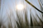 sonne-2