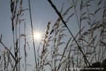 sonne