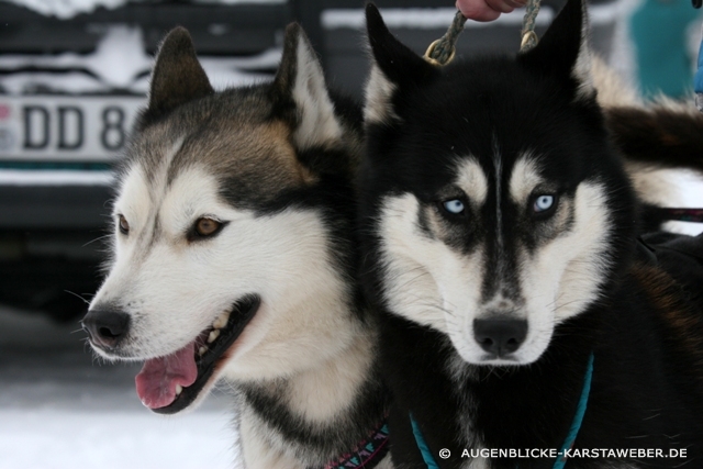 tl_files/reportagen/schlittenhunde/Schlittenhunde 005 (2).jpg